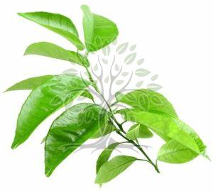 Petitgrain Non Bigarade Essential Oil