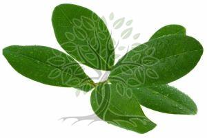 Ravensara Essential Oil