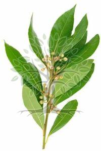 Ravintsara Essential Oil