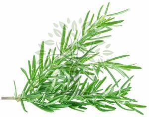 Rosemary Essential Oil