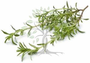 Savory Summer Hortensis Essential Oil