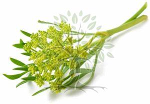 Sea Fennel Essential Oil