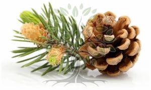 Siberian Fir Essential Oil