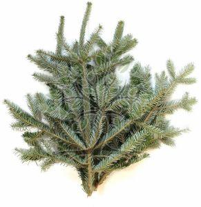 Silver Fir Essential Oil