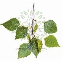 Sweet Birch Essential Oil