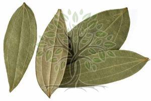 Tamala Essential Oil