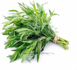 Tarragon Estragon Essential Oil