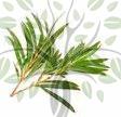 Tea Tree Essential Oil