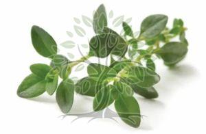 Thyme Essential Oil
