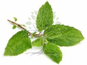 Tulsi Holy Basil Essential Oil