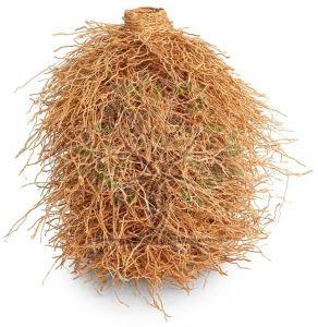Vetiver Essential Oil