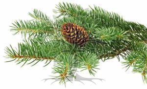 White Spruce Essential Oil