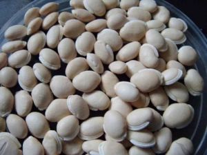 White Lablab Bean