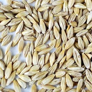 Natural Barley Seeds
