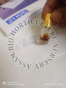 Agarwood Oil