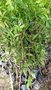 Agarwood Plant