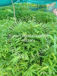 Agarwood Seeds