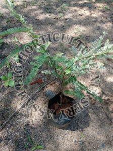 Amla Plant