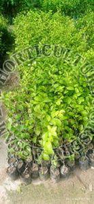 Apple Ber Plant