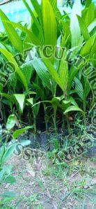 Areca Nut Sumangala Plant