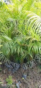Areca Palm Plant