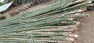 Bamboo Pole