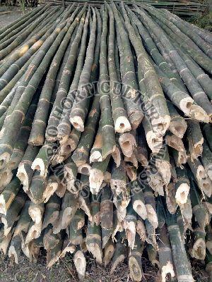 Bamboo Pole