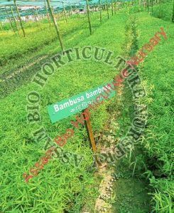 Bambusa Balcooa Plant