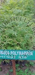 Bambusa Polymorpha Plant