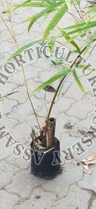 Bambusa Tulda Bamboo Plant
