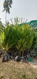 Betel Nut Plant