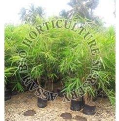 Brandisii Bamboo Plant