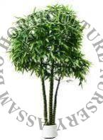 Buddha Belly Bamboo Plant