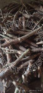 Burma Teak Stump