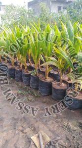 coconut hybrid plant
