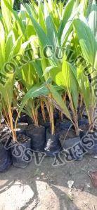 Coconut Kerala Plant