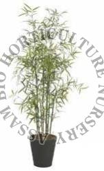Dendrocalamus Asper Bamboo Plant