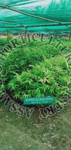 Dendrocalamus Asper Plant