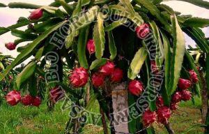 Dragon Fruit Plant