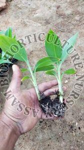 G9 Banana Plant