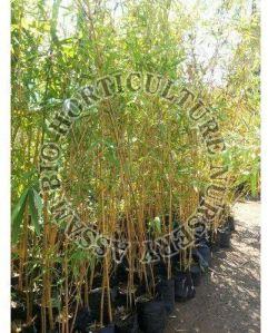 Golden Bamboo Plant