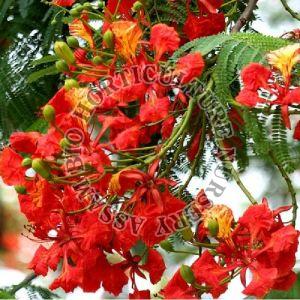 Gulmohar Flower Plant