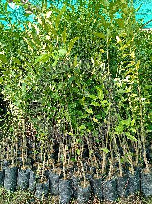 Kasimanda orange plant