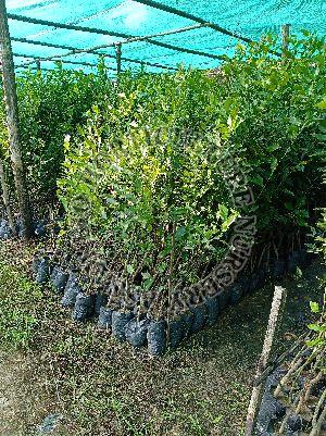 Kasimanda orange plant