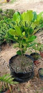 Jackfruit Plant