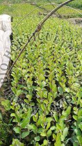 Kashmir Red Apple ber Plant