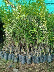 Kasimanda orange plant