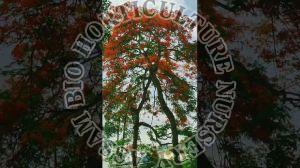 Krishnachura Flower Plant
