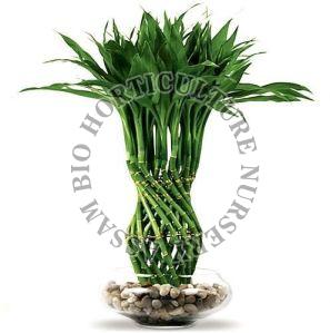 Lucky Bamboo Plant