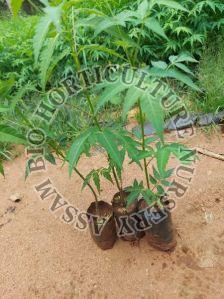 Malabar Neem Plant